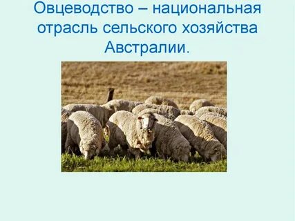 Отрасли овцеводства