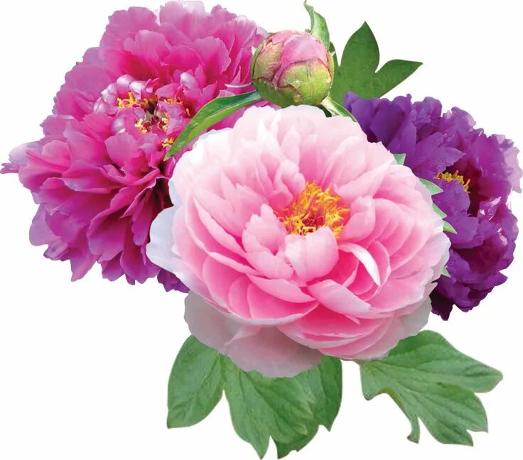Flowers by KmyGraphic on DeviantArt Flowers, Beautiful flowers, Premier designs 