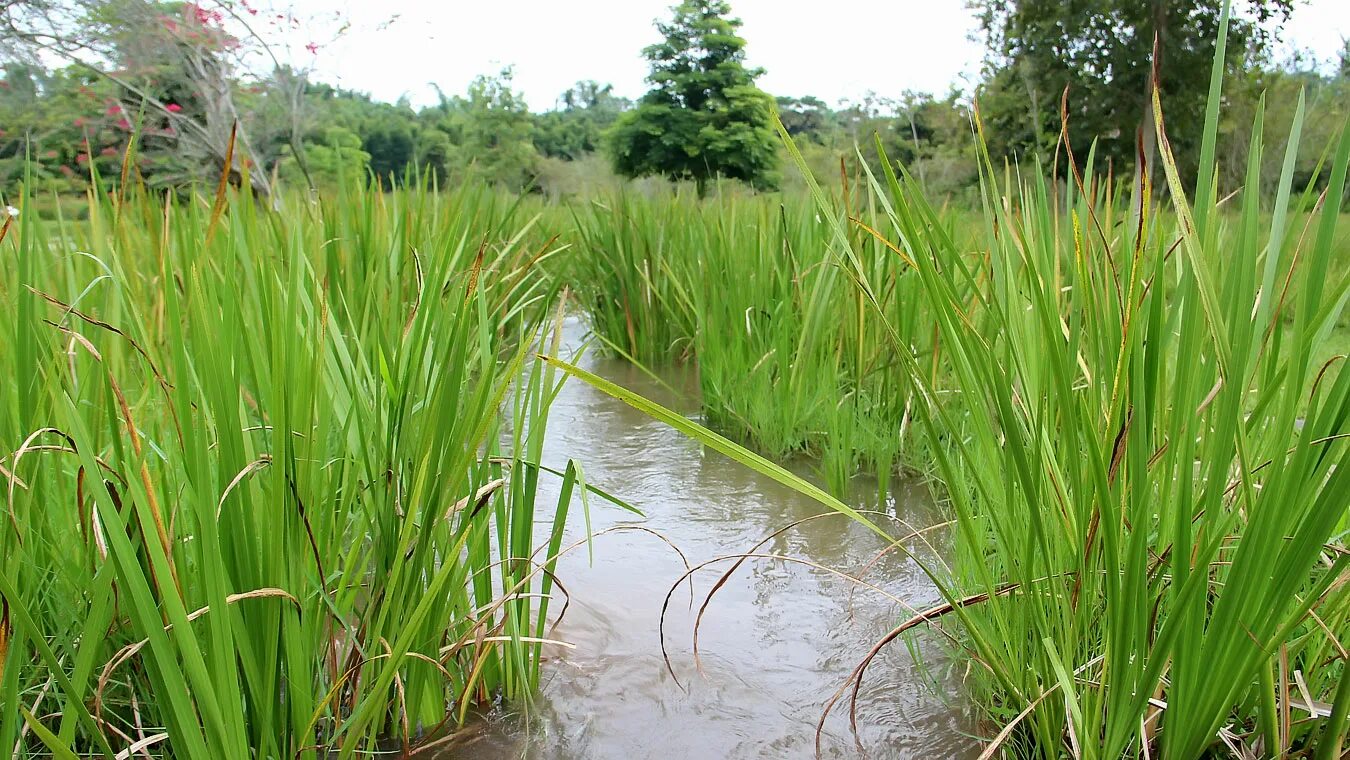 АИР обыкновенный - Acorus Calamus. АИР болотный (Acorus Calamus). АИР болотный гигрофит. АИР болотный Acorus Calamus сырье.