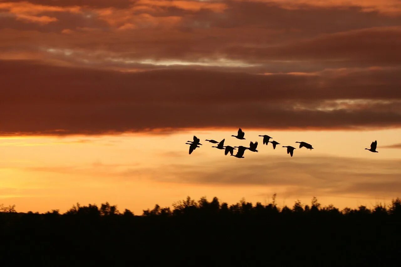 Журавли летят над полем. Стая птиц. Стая перелетных птиц. Птицы в небе. Стая птиц в небе.