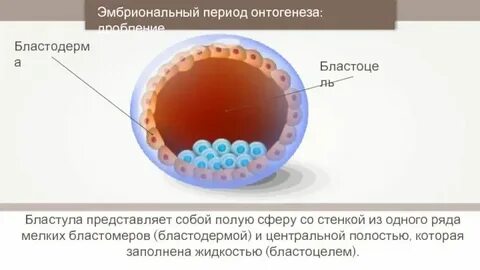 Бластула какой зародыш