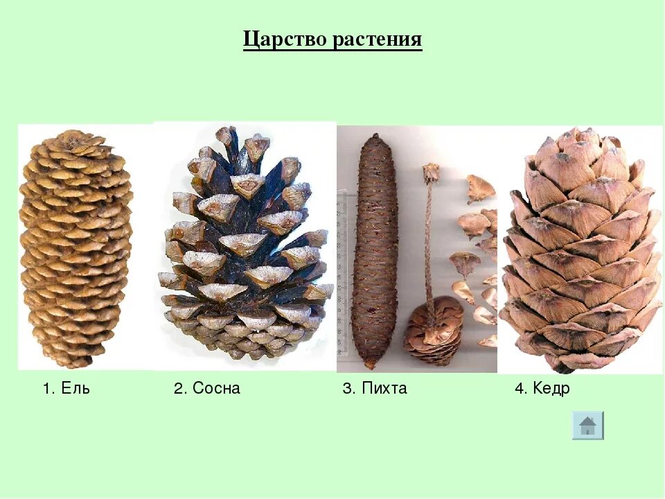 Словосочетание сосновую шишку. Ель сосна кедр пихта. Ель сосна Кедровая сосна пихта лиственница. Ель сосна кедр лиственница. Шишки кедр пихта ель.