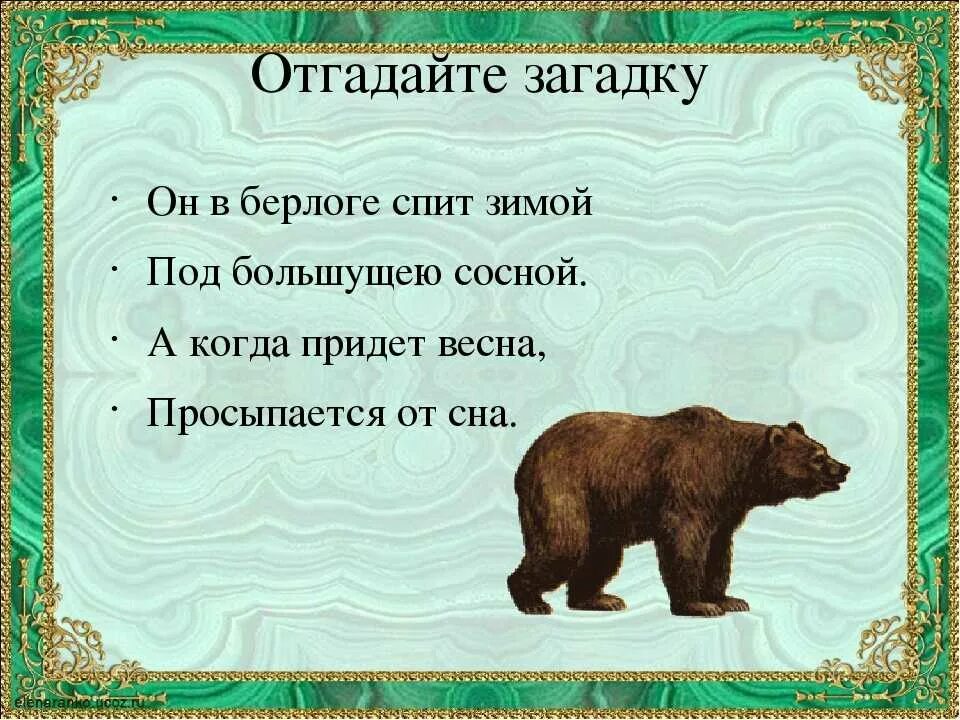 Нес медведь шагая к рынку. Загадка про медведя. Загадка про медведя для детей. Загадка про мишку. Загадки про животных медведь.