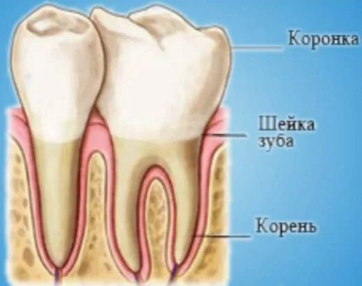 6 зуб снизу. Анатомия зуба коронка шейка корень. Строение зуба коронка шейка корень. Коронка шейка и корень зуба. Строение зуба корень шейка.