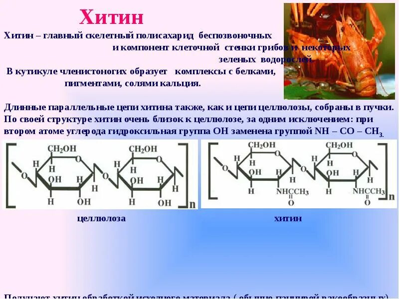 Хитин является углеводом. Целлюлоза хитин крахмал. хитин полисахарид. строение полисахаридов. крахмал гликоген целлюлоза хитин.