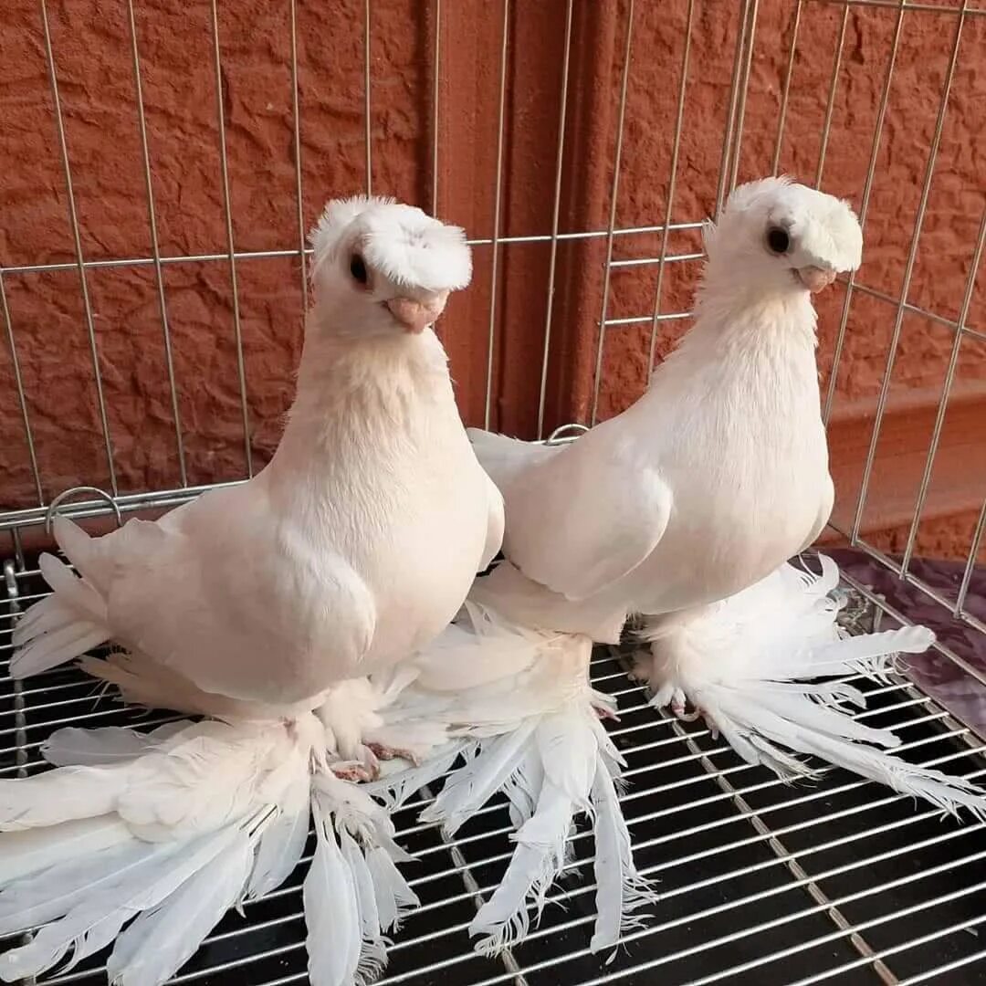 Бойные двухчубые голуби. Порода голубей касаны. Узбекские бойные голуби. Узбекские двухчубые бойные голуби.