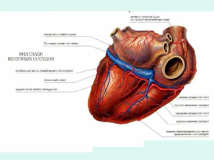 Венечная борозда у мужчин. Венечная борозда у мужчин. Венечная борозда у мужчин. Венечная борозда у мужчин. Венечная борозда у мужчин.
