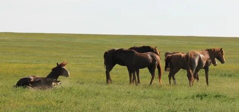 Остров мустангов ростовская область