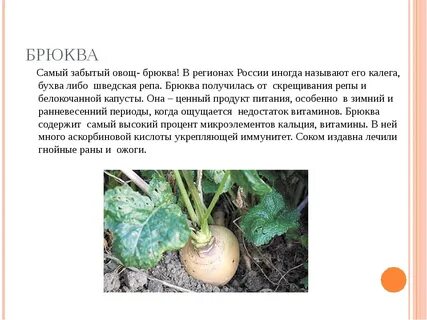 Когда садить брюкву
