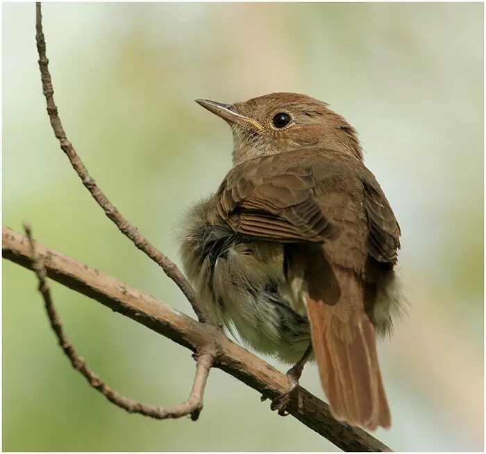 соловей поет. птицы поют. птицы поют. птицы поют. соловьев соловьиные трели.