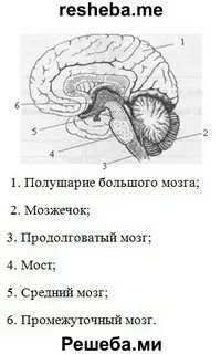 Тест по биологии 8 головной мозг