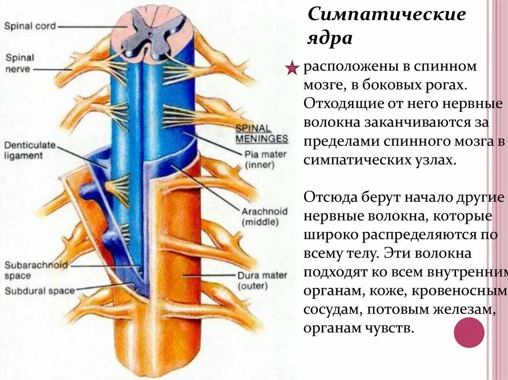 Система спинного мозга сбоку. Симпатическая система от бокового спинного мозга. Симпатический ствол сегменты. Ядра симпатической нервной системы. Вегетативным является ядром