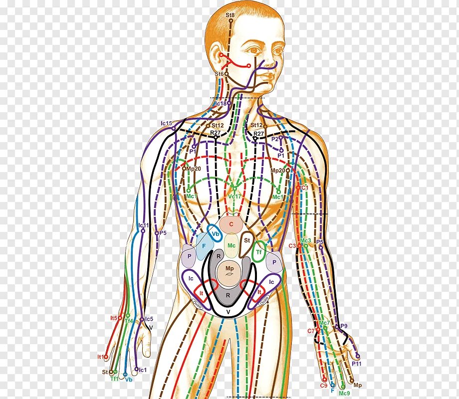 Меридианы человека китайская. Шиатсу меридианы. Меридианы в китайской медицине. Энергетические меридианы человека голова китайская медицина. Шиацу меридианы человека.