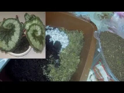 Грунт для декоративно лиственных бегоний