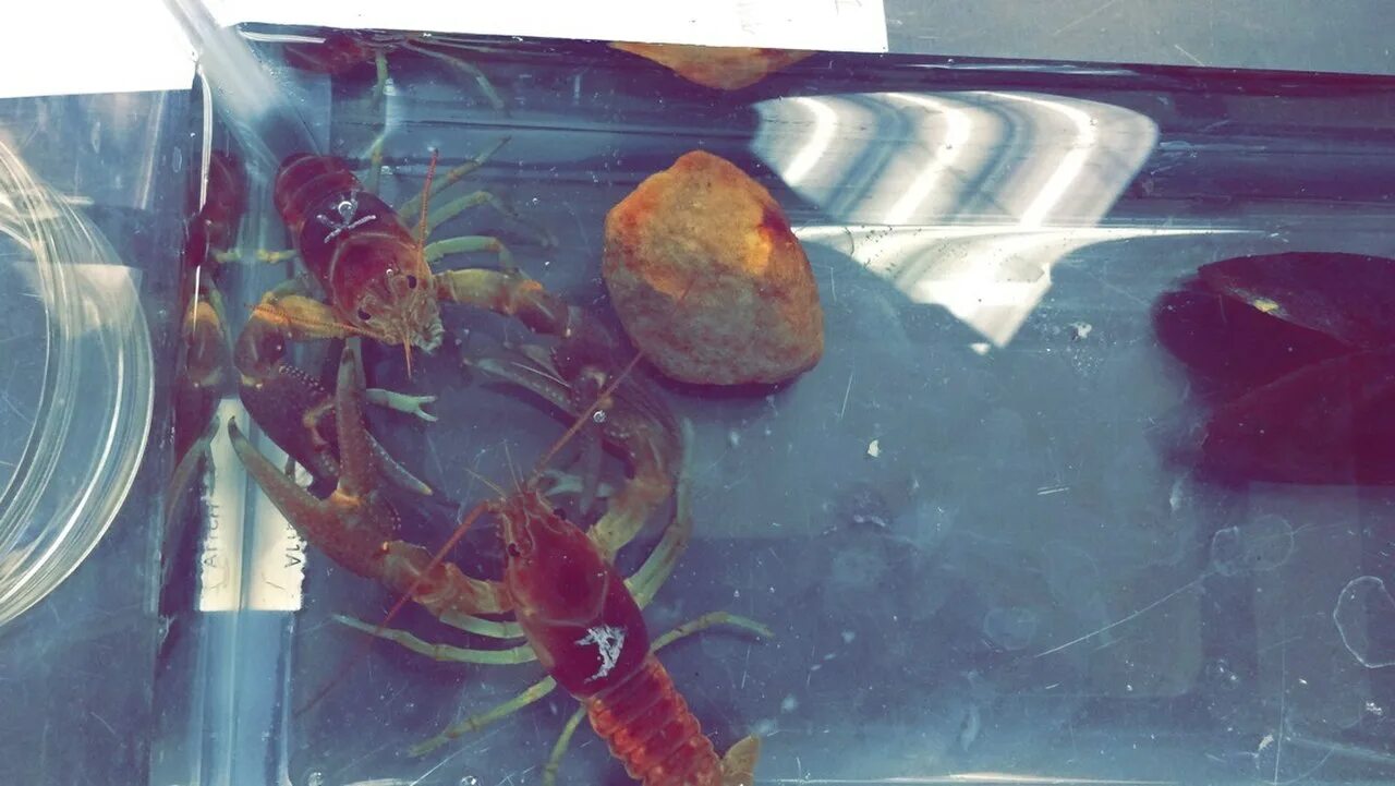 Жил был рак. Los Crayfish hermanos Тбилиси. Project Noah Crayfish. Brook Crayfish Camarus bartonii Transformers.