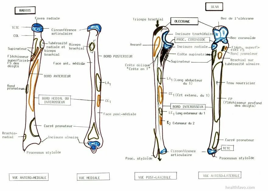 Radius script. Radius анатомия. ulna radius. ulna млекопитающих. ulna на русском.
