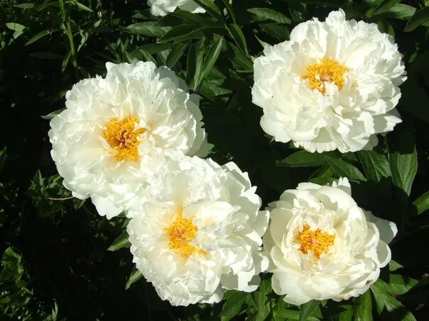 Petite Porcelain' Flowers, Plants, Rose
