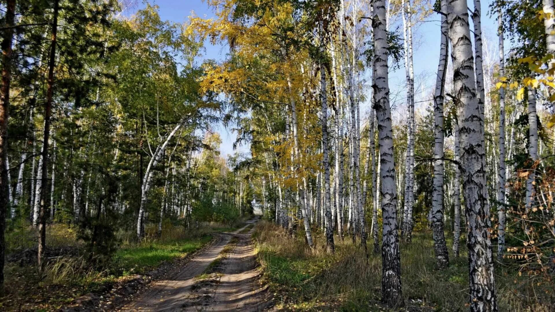 Роща 7 букв. Березовая роща томск. березовый лес некрасовка. березовая роща полевской. берёзовая роща красноуфимск.