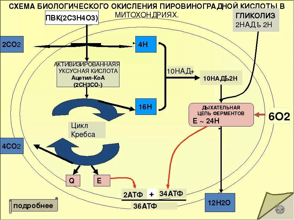 энергия клетки человека. схема биологического окисления. биологическое окисление в клетке схема. биологическое окисление. пересиное косиление липидов.