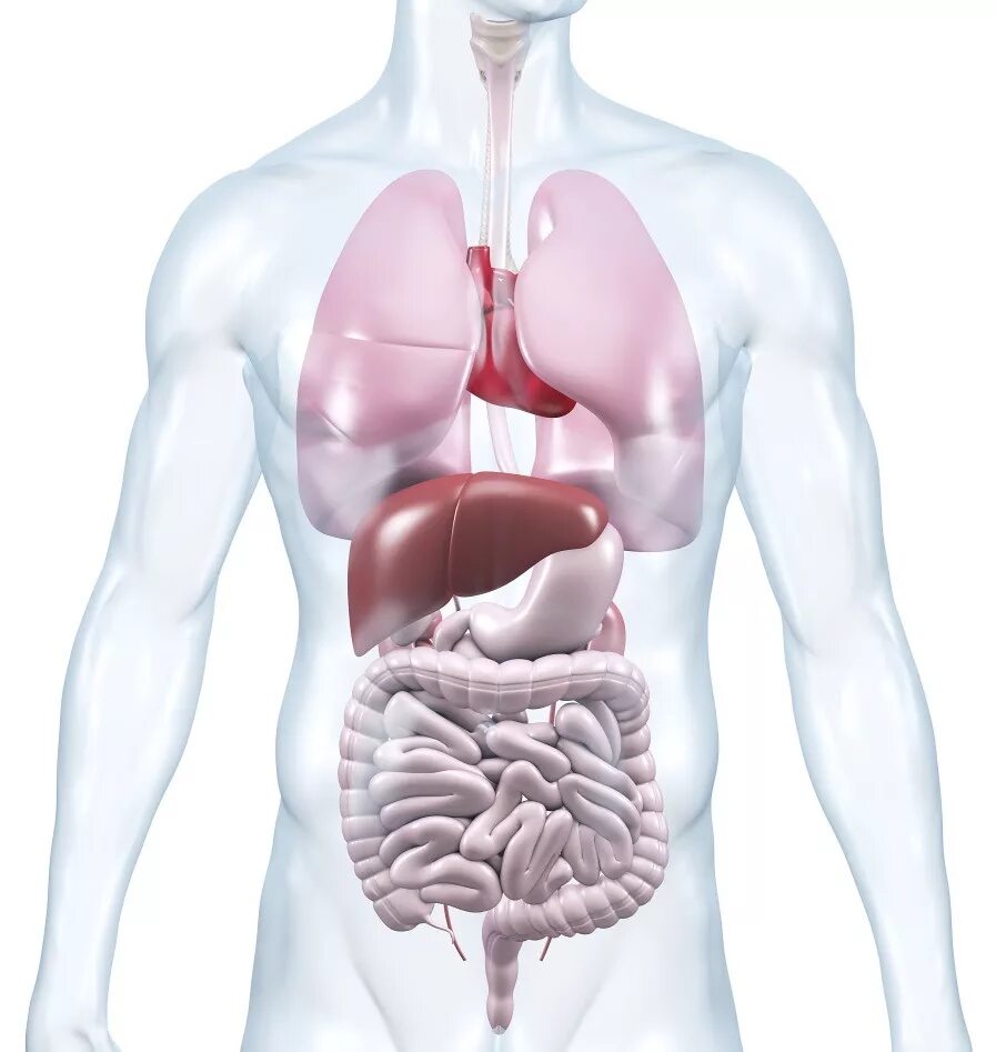 Модель органов человека. Внутренние органы. Органы человека. Красивые органы человека. Визуализация внутренних органов.