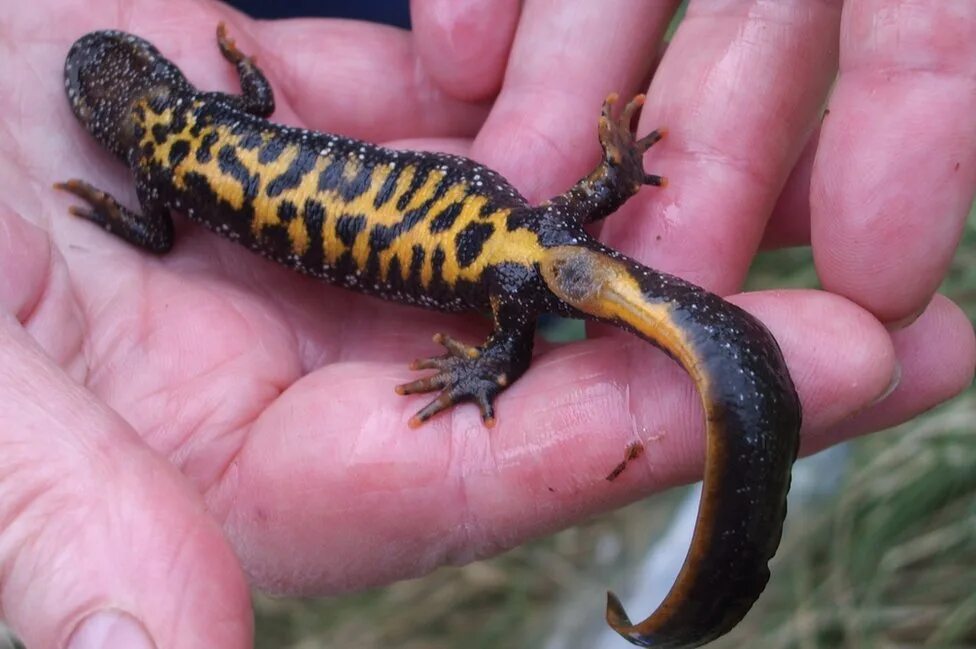 Тритон Карелина (Triturus karelinii). Желтобрюхий Тритон. Гребенчатый Тритон Карелина. Тритон Земляной черный.