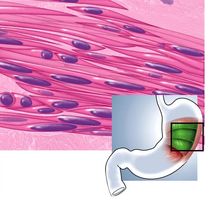 Как выглядит гладкая мышечная ткань