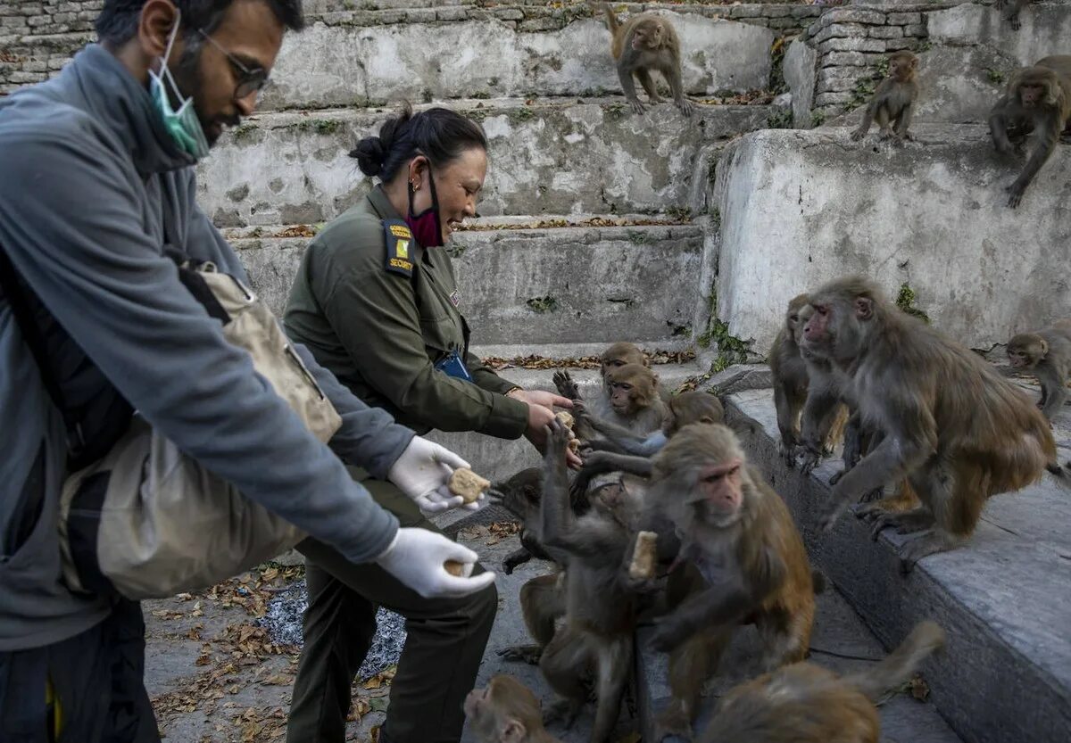 Обезьяна разобрать. Храм обезьян в Катманду. Непальские обезьяны. Голодная обезьяна.