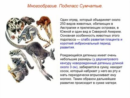 Почему животные млекопитающие