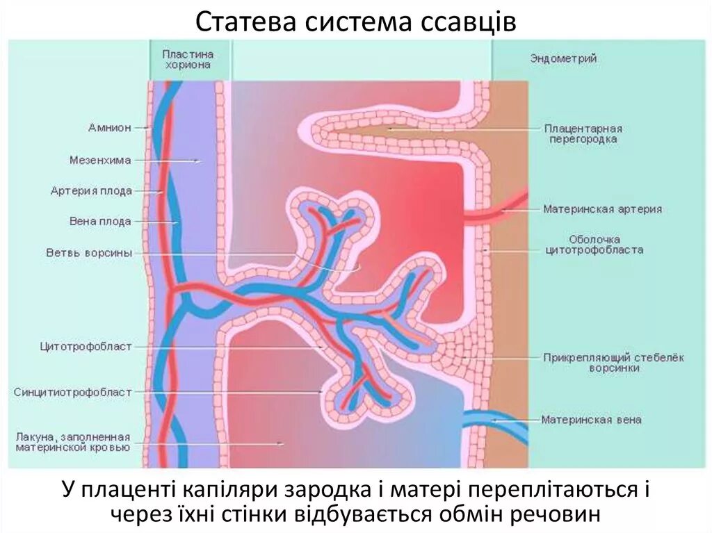 Строение ворсин хориона. Плацента ворсины хориона. Хорион гистология препарат. Строение ворсины плаценты. Строение плаценты гистология.