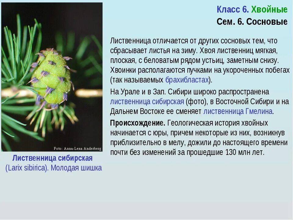 Сообщение о голосеменных 7 класс. Лиственница сибирская эвоинки. отдел голосеменные класс хвойные семейство сосновые. лиственница сибирская голосеменные. отдел голосеменные лиственница.