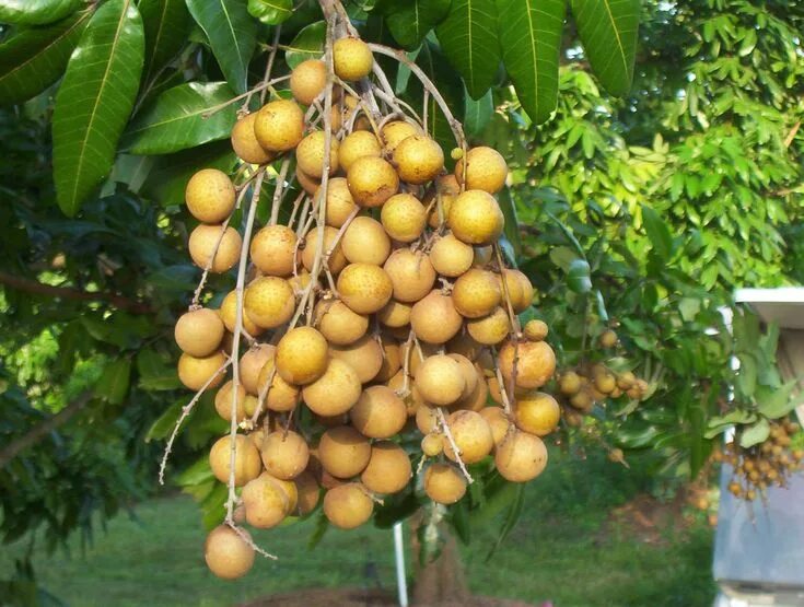 Ланган фото. Dimocarpus лонган. Dimocarpus лонган. Лонган. Фрукты тайланда лонган.