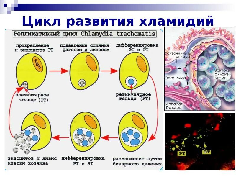 Особенности хламидий. Жизненный цикл хламидии микробиология. Цикл размножения хламидий. Размножение хламидий. Клеточный цикл хламидий.
