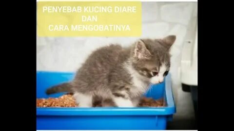 Сильные котята 2