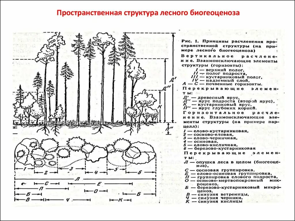 Контрольная работа по теме растительные сообщества. Ярусная структура Лесной экосистемы. Пространственная структура биоценоза тайги. Пространственная структура соснового Бора. Схема ярусное строение лесного биогеоценоза.