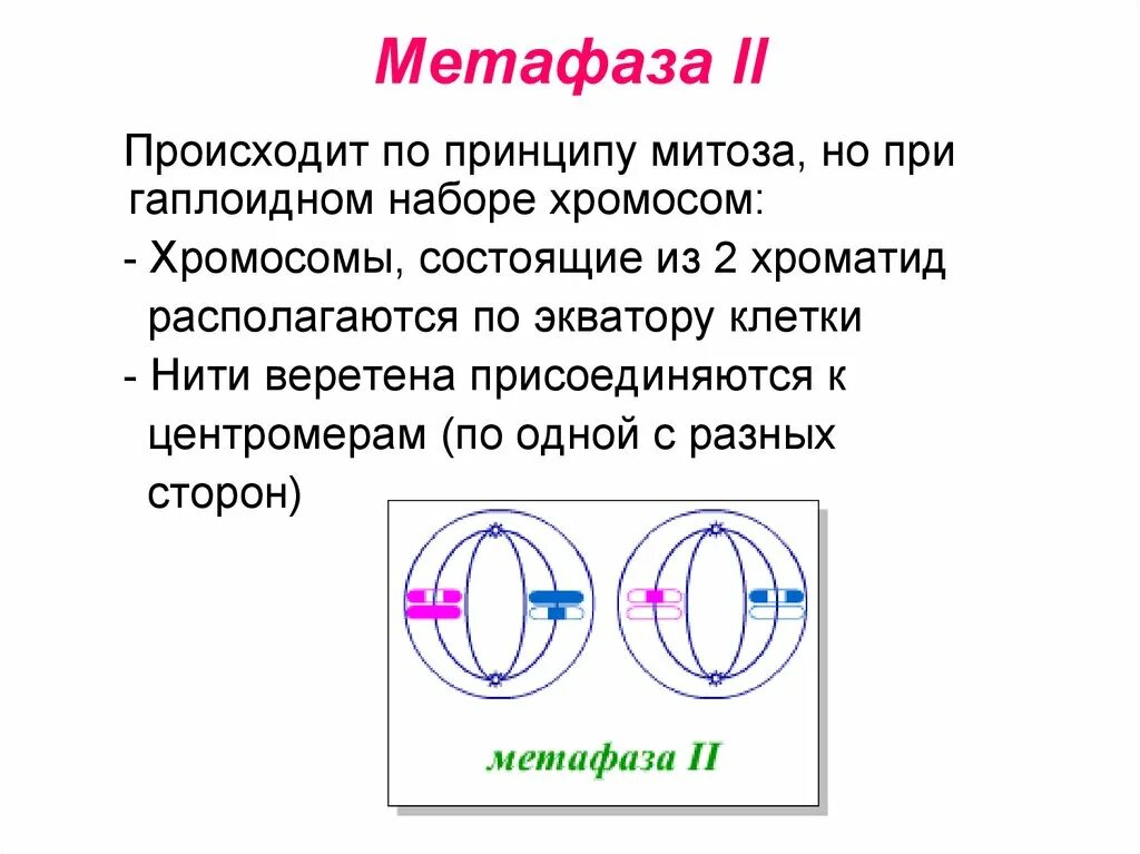 Метафаза мейоза ii. Мейоз 2 метафаза 2. метафаза набор хромосом. метафаза мейоза 2 набор. набор хромосом в метафазе митоза.