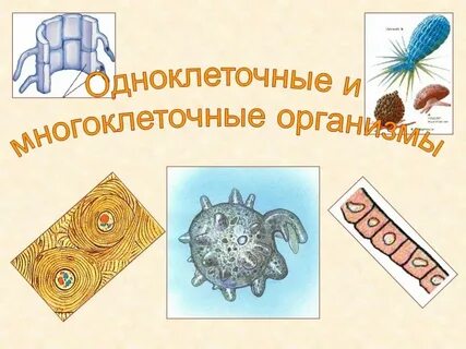 Органы чувств у многоклеточных животных