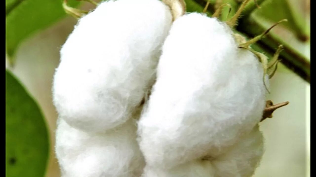 Хлопковый пух - Линт.. Raw Cotton. Хлопковая вата растение. Хлопок сырье. Причины хлопка газа