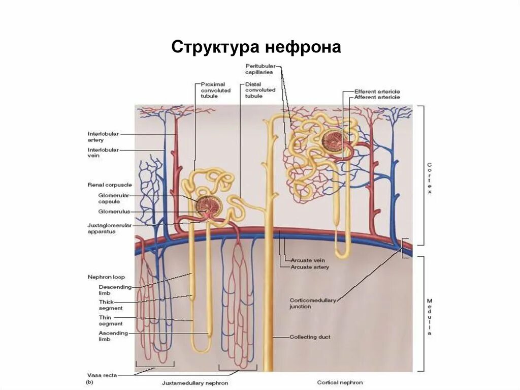 Строение нефрона гистология. Суперфициальные нефроны. нефрон гистология рисунок. фильтрационная мембрана нефрона.