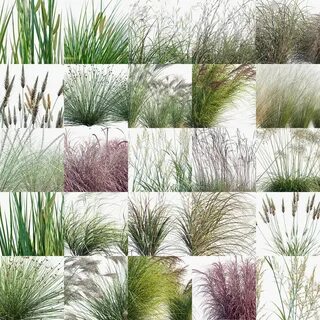 Globe plants