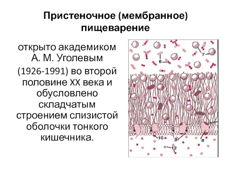 Что такое пристеночное пищеварение. Полостное и пристеночное пищеварение. Полостное и мембранное пищеварение. Полостное пристеночное и мембранное пищеварение. Характеристика полостного и пристеночного пищеварения.