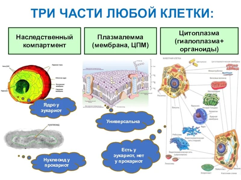 Основные КОМПАРТМЕНТЫ клеток. КОМПАРТМЕНТЫ эукариотической клетки. Главные части любой клетки. Основные части любой клетки. Эукариоты наследственная информация