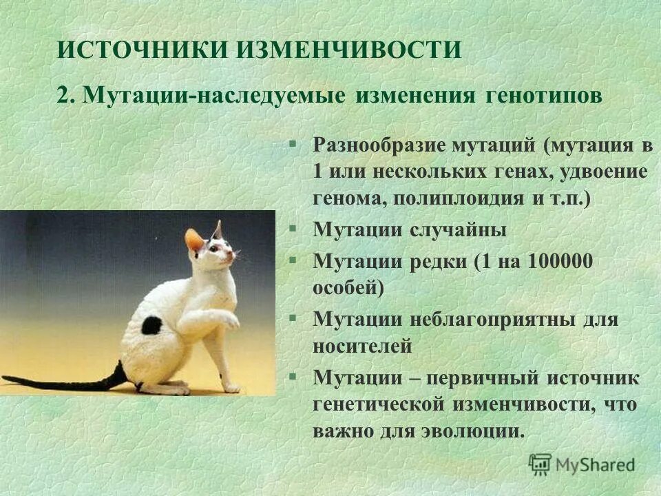 Мутационные изменения возникают