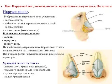 Нос какая ткань