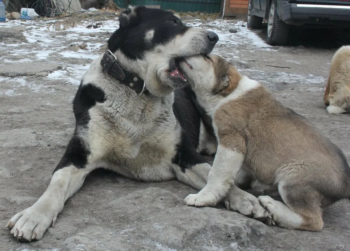 Алабай размер. Алабай размер. Стая алабаев. Среднеазиатская овчарка волкодав. Алабай 80 кг.