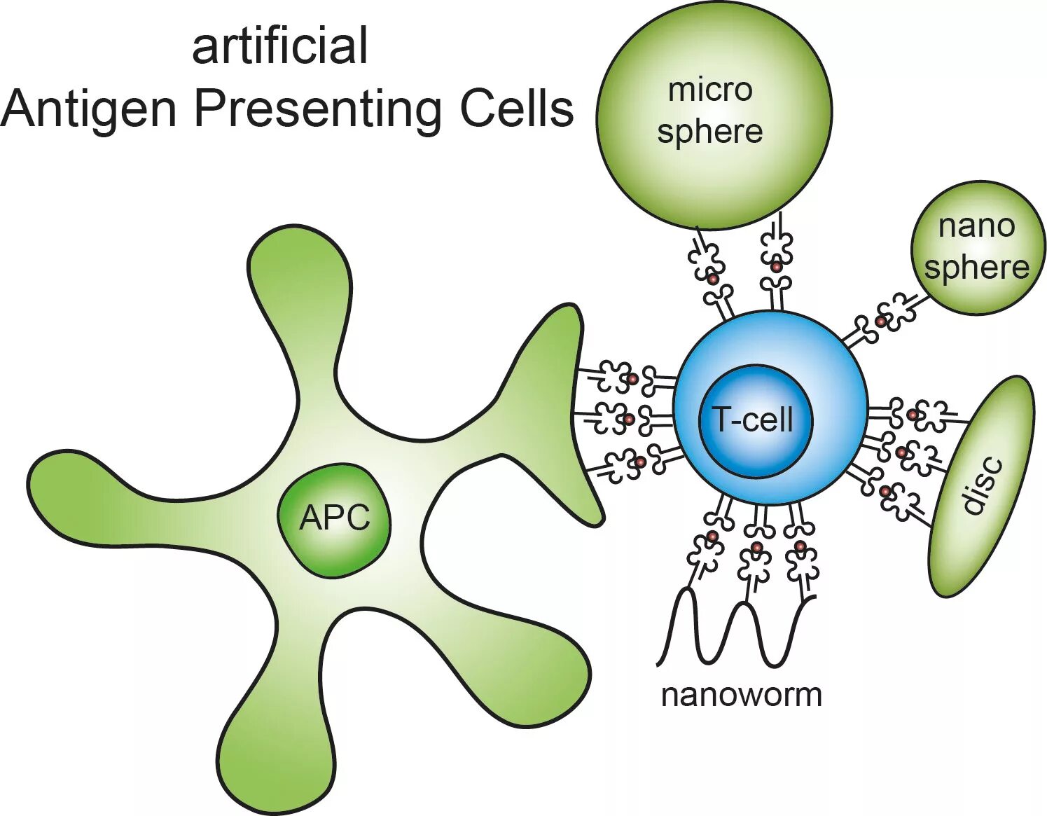 Antigen presenting Cells. Антигены картинки без фона. Artificial immune System algorithm. Антигендер презентация.