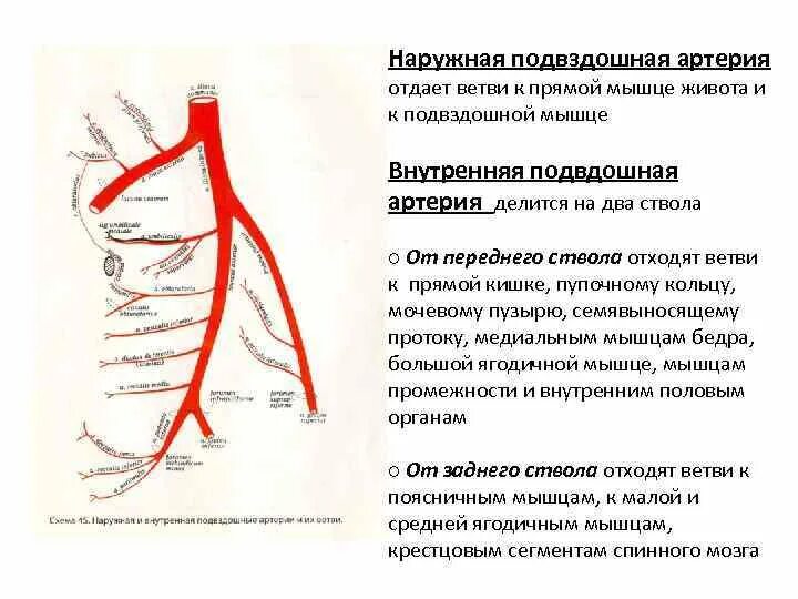 Ветви внутренней подвздошной артерии схема. Ветви общей подвздошной артерии схема. Ветви наружной подвздошной артерии схема. Внутренняя и наружная подвздошная артерия схема.