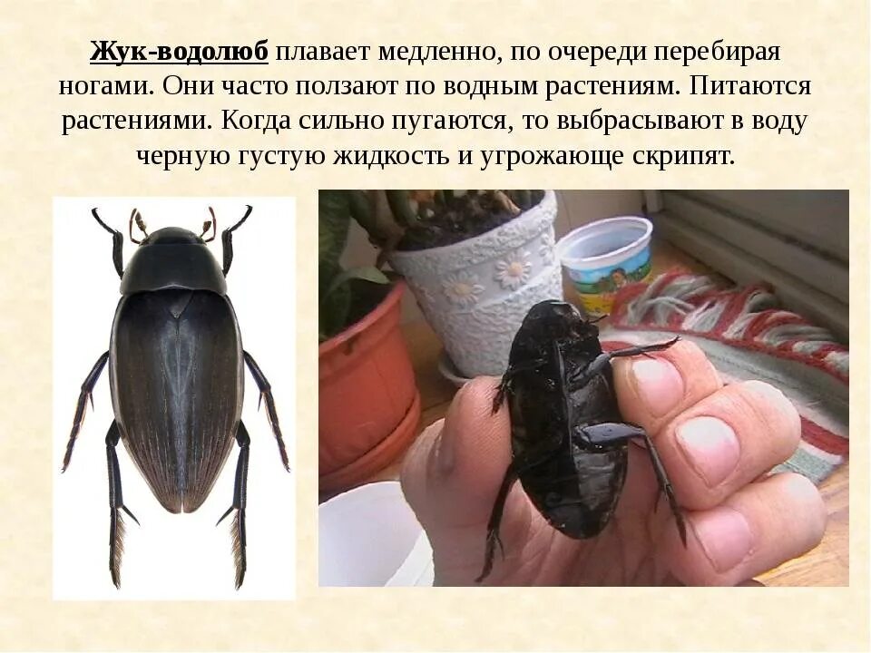 Питание жука водолюба. Жук водолюб большой. Жук водолюб большой. Питание жука водолюба. Длина тела водолюба большого.