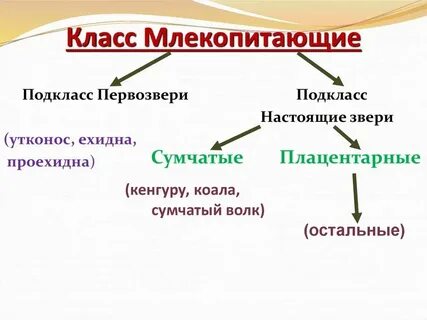 Систематическая группа млекопитающих