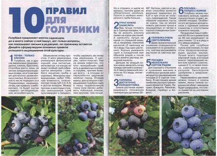 Расстояние при посадке голубики