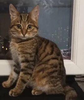 Кот 6 месяцев